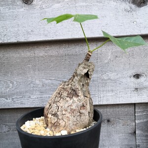 フィルミアナ コロラータ コーデックス 塊根植物 大型