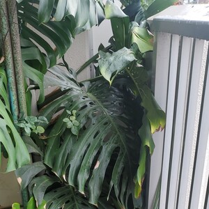 モンステラ 観葉植物