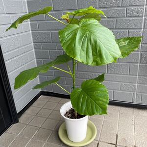 観葉植物 フィカス ウンベラータ/送料無料