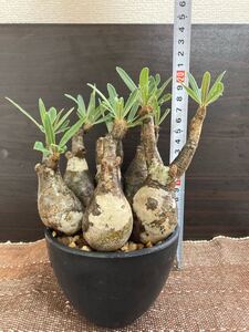 超希少 グラキリス 多頭 6頭 発根済み マダガスカル 現地株 塊根植物 コーデックス パキポディウム ウィンゾリー