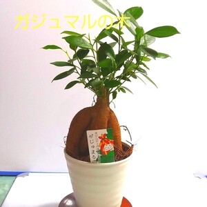 ガジュマルの木