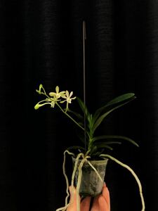 バンダ グリーンライト 洋蘭 No.1 吊り下げ 観葉植物