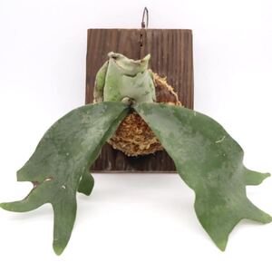 ビカクシダ ウィリンキー P. willinckii 板付け 超希少 観葉植物 コウモリラン プラティケリウム ビザールプランツ