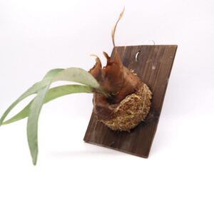 ビカクシダ ビーチー レモイネイ コウモリラン 板付 観葉植物 ビザールプランツ P2108-06