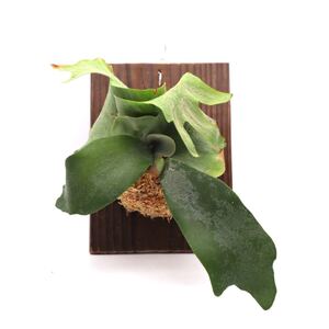 ビカクシダ ウィリンキー 送料無料 P. willinckii 板付け 観葉植物 コウモリラン プラティケリウム P2108-22