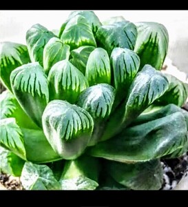 ハオルチア 多肉植物 おうち時間
