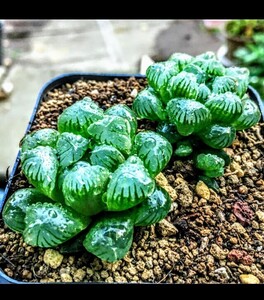 多肉植物 ハオルチア×2 おうち時間