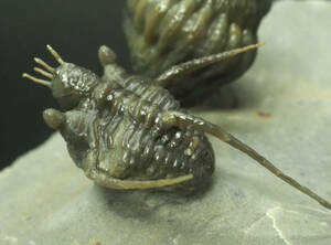  ultra rare kind! Mitsuha insect [Cyphaspis eximia & Austerops sp.]moroko kingdom production / fossil / fish / dinosaur /.