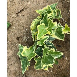 観葉植物 インテリア グリーン 斑入り アイビー ヘデラ 抜き苗 根あり