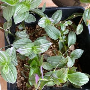 観葉植物 トラディスカンティア 抜き苗