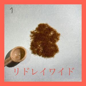 リドレイワイド 胞子 ビカクシダ コウモリラン
