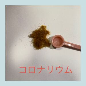 コロナリウム 胞子 ビカクシダ コウモリラン