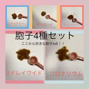 胞子 4種セット ビカクシダ コウモリラン