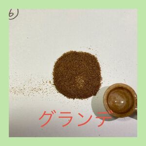 グランデ 胞子 ビカクシダ コウモリラン