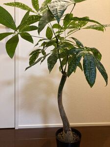 パキラ ミルキーウェイ 斑入り