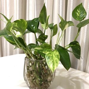 ポトス 観葉植物 苗 12本 発根済み