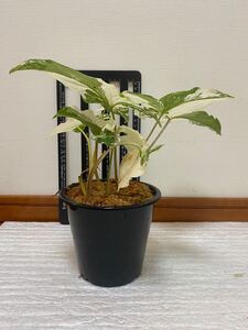 シンゴニウム ポドフィラム フレンチマーブル SYNGONIUM PODOPHYLLUM FRENCH MARBLE