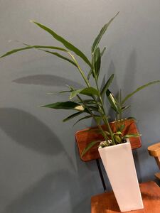 観葉植物 白桃 陶器鉢