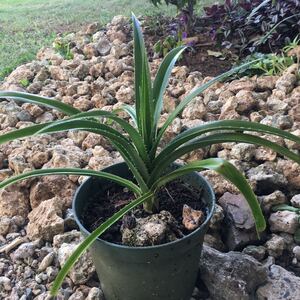 アダン 苗一株+補助苗