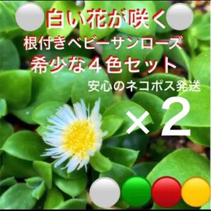 50☆安心の根付き☆白色花入りベビーサンローズ☆4色セット☆