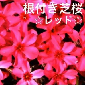 ☆増えて咲く☆芝桜☆シッカリ根付き苗☆初心者向け☆レッド☆