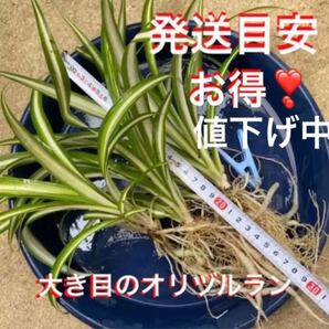 ☆冬はお部屋で☆【大き目斑入りオリヅルラン】☆折鶴蘭☆