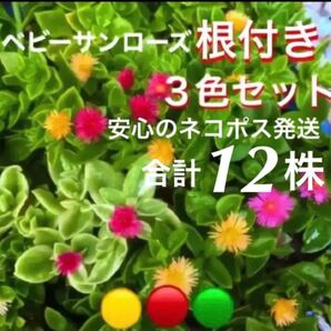 ☆安心の根付きベビーサンローズ☆人気の3色セット☆初心者向き☆