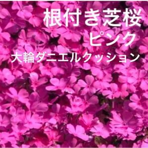 ☆増えて咲く☆芝桜☆シッカリ根付き苗☆初心者向け☆ピンク☆
