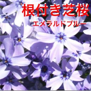 ☆増えて咲く☆芝桜☆シッカリ根付き苗☆初心者向け☆エメラルドブルー☆