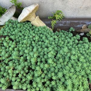 エメラルドグリーン セダム たっぷり