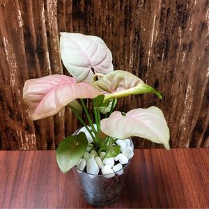 シンゴニウム 観葉植物 ハイドロカルチャー