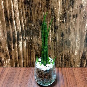 サンスベリア ミカド 観葉植物 ハイドロカルチャー