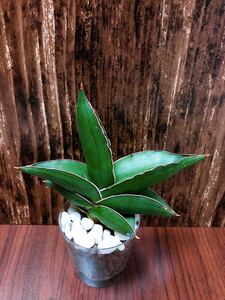 サンスベリア サムライ 観葉植物 ハイドロカルチャー
