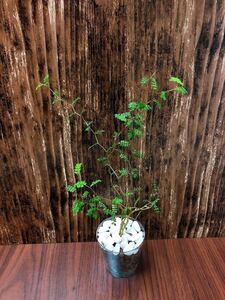 ソフォラ リトルベイビー メルヘンの木 観葉植物 ハイドロカルチャー