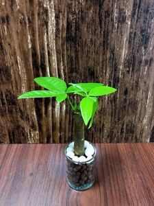 パキラ アクティカ 観葉植物 ハイドロカルチャー