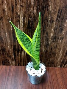 サンスベリア 観葉植物 ハイドロカルチャー