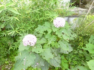 ☆ 山野草 牡丹草木 淡いピンクの花が毎年咲きます。現在満開 大阪から　02