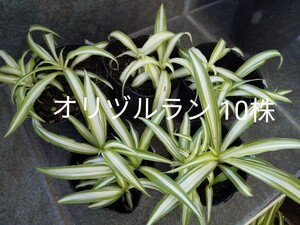 ①オリヅルラン10株