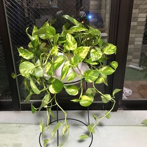 ポトス 鉢植え