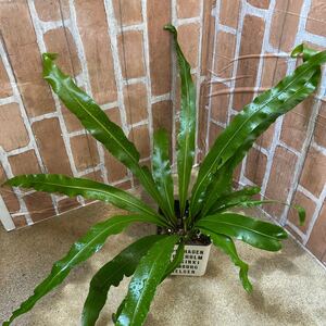 沖縄育ち!オオタニワタリ鉢植え