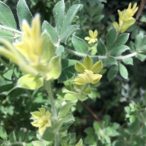 ロータス ブリムストーン葉のグラデーション美しシルバーグリーン綺麗　カット苗