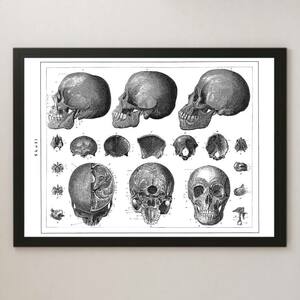 Skull голова крышка . анатомия Vintage иллюстрации глянец постер A3 балка Cafe Classic интерьер иллюстрированная книга образец медицина тело человека каркас do Cross karu