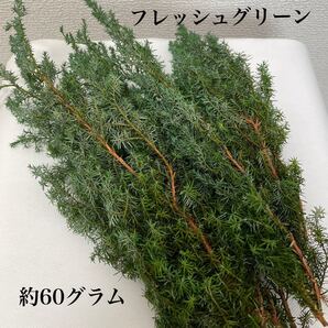 ソフトヒムロスギショート フレッシュグリーン 約60グラム