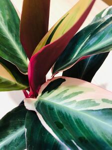斑入り植物 カラテア ストロマンテトリオスター 観葉植物