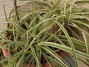オリヅルラン 8株と子宝草たくさんのセット★観葉植物 多肉植物 寄せ植え