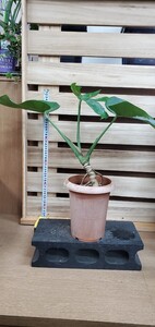 モンステラ根上り株5寸現品出品