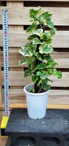 アイビーヘゴ仕立て4寸現品出品①