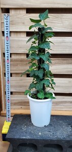 アイビーヘゴ仕立て4寸現品出品②