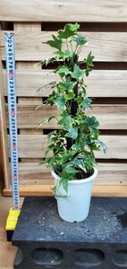 アイビーヘゴ仕立て4寸現品出品⑤