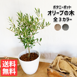 ヤフオク 玄関 鉢植え 花 花 園芸 の中古品 新品 未使用品一覧 ヤフオク 玄関 鉢植え 花 花 園芸 の中古品 新品 未使用品一覧